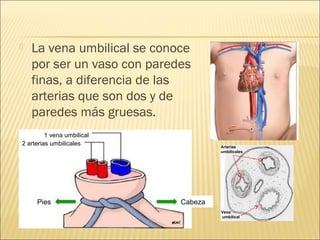    La vena umbilical se conoce
    por ser un vaso con paredes
    finas, a diferencia de las
    arterias que son dos y de
    paredes más gruesas.
         1 vena umbilical
2 arterias umbilicales                Arterias
                                      umbilicales




     Pies                    Cabeza
                                      Vena
                                      umbilical
 