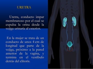URETRA

   Uretra, conducto impar
membranoso por el cual se
expulsa la orina desde la
vejiga urinaria al exterior.

 En la mujer se trata de un
conducto de unos 4 cm de
longitud que parte de la
vejiga, próximo a la pared
anterior de la vagina, y
termina en el vestíbulo
detrás del clítoris.
 