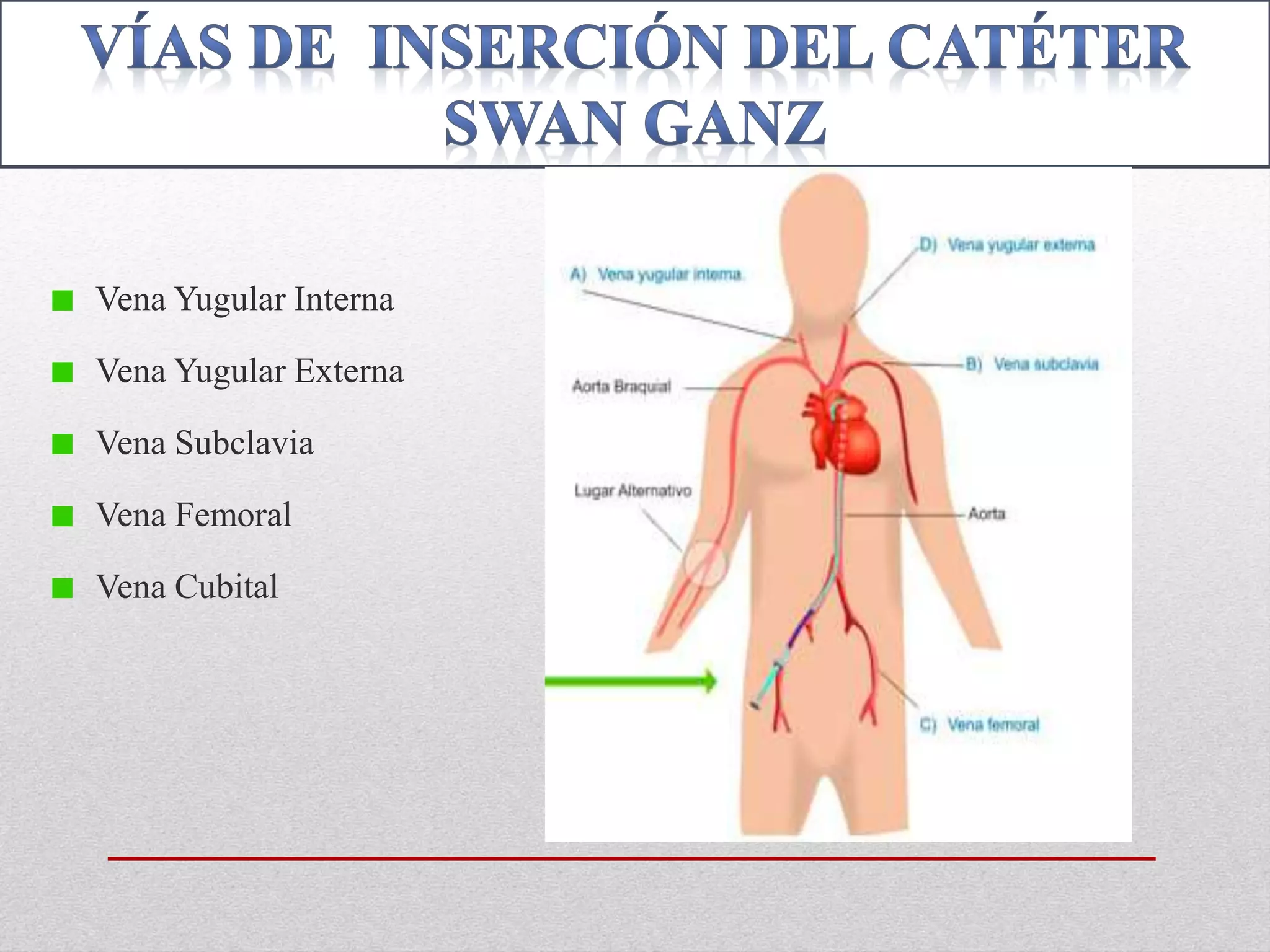 Vena Yugular Interna 
Vena Yugular Externa 
Vena Subclavia 
Vena Femoral 
Vena Cubital 
 