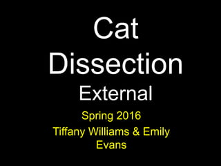 Cat
Dissection
External
Spring 2016
Tiffany Williams & Emily
Evans
 