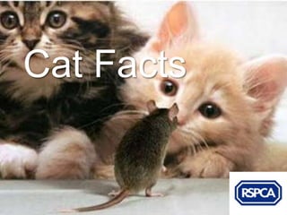 Cat Facts
 