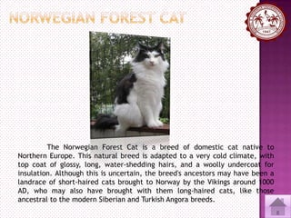Cat family Breeds of Cat PPT