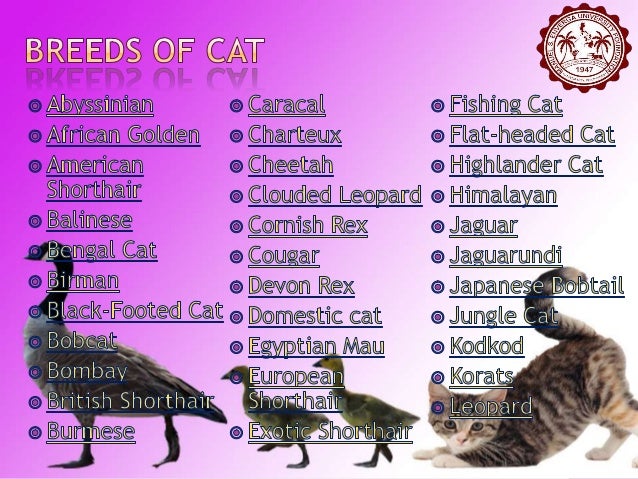 Cat Family Breeds Of Cat
