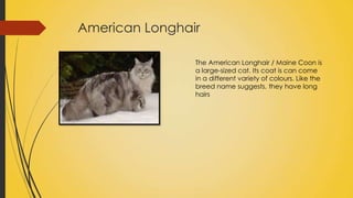 American Longhair
The American Longhair / Maine Coon is
a large-sized cat. Its coat is can come
in a different variety of colours. Like the
breed name suggests, they have long
hairs

 