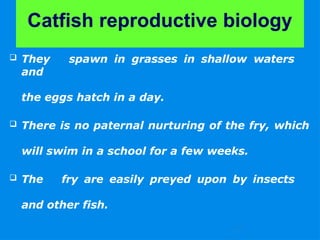 catfish-sp-hatchery operation and techniquespptx | PPTX