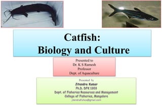 Catfish:
Biology and Culture
Presented to
Dr. K S Ramesh
Professor
Dept. of Aquaculture
 