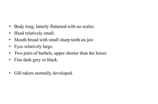 • Body long, latterly flattened with no scales.
• Head relatively small.
• Mouth broad with small sharp teeth on jaw
• Eyes relatively large.
• Two pairs of barbels, upper shorter than the lower.
• Fins dark grey or black.
• Gill rakers normally developed.
 