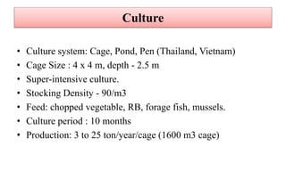 Culture
• Culture system: Cage, Pond, Pen (Thailand, Vietnam)
• Cage Size : 4 x 4 m, depth - 2.5 m
• Super-intensive culture.
• Stocking Density - 90/m3
• Feed: chopped vegetable, RB, forage fish, mussels.
• Culture period : 10 months
• Production: 3 to 25 ton/year/cage (1600 m3 cage)
 