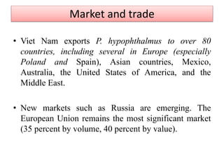 Market and trade
• Viet Nam exports P. hypophthalmus to over 80
countries, including several in Europe (especially
Poland and Spain), Asian countries, Mexico,
Australia, the United States of America, and the
Middle East.
• New markets such as Russia are emerging. The
European Union remains the most significant market
(35 percent by volume, 40 percent by value).
 