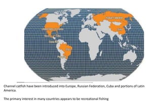 Channel catfish have been introduced into Europe, Russian Federation, Cuba and portions of Latin
America.
The primary interest in many countries appears to be recreational fishing
 
