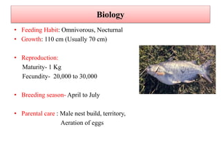 Biology
• Feeding Habit: Omnivorous, Nocturnal
• Growth: 110 cm (Usually 70 cm)
• Reproduction:
Maturity- 1 Kg
Fecundity- 20,000 to 30,000
• Breeding season- April to July
• Parental care : Male nest build, territory,
Aeration of eggs
 