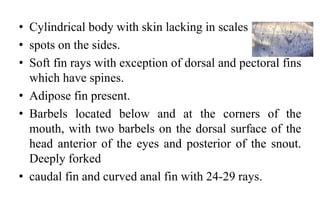 • Cylindrical body with skin lacking in scales
• spots on the sides.
• Soft fin rays with exception of dorsal and pectoral fins
which have spines.
• Adipose fin present.
• Barbels located below and at the corners of the
mouth, with two barbels on the dorsal surface of the
head anterior of the eyes and posterior of the snout.
Deeply forked
• caudal fin and curved anal fin with 24-29 rays.
 