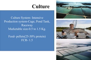 Culture
Culture System- Intensive
Production system-Cage, Pond Tank,
Raceway
Marketable size-0.5 to 1.5 Kg.
Feed- pellets(25-30% protein)
FCR- 1.5
 
