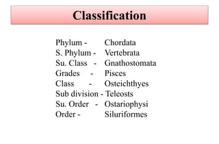 Classification
Phylum - Chordata
S. Phylum - Vertebrata
Su. Class - Gnathostomata
Grades - Pisces
Class - Osteichthyes
Sub division - Teleosts
Su. Order - Ostariophysi
Order - Siluriformes
 