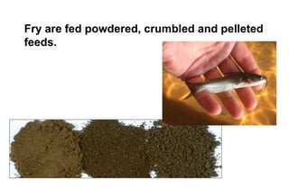 Fry are fed powdered, crumbled and pelleted
feeds.
 