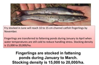 Fingerlings are stocked in fattening
ponds during January to March.
Stocking density is 15,000 to 20,000/ha.
Fry stocked in June will reach 10 to 15 cm channel catfish fingerlings by
November.
Fingerlings are transferred to fattening ponds during January to April when
water temperatures are still cold to reduce handling stress. Stocking density
is 15,000 to 20,000/ha.
 