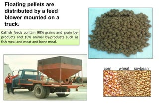 corn wheat soybean
Floating pellets
Floating pellets are
distributed by a feed
blower mounted on a
truck.
Catfish feeds contain 90% grains and grain by-
products and 10% animal by-products such as
fish meal and meat and bone meal.
 