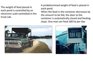 The weight of feed placed in
each pond is controlled by an
electronic scale controlled in the
truck cab.
A predetermined weight of feed is placed in
each pond.
When the feed in the container decreases by
the amount to be fed, the door to the
container is automatically closed and feeding
stops. One man can feed 100 ha per day
 