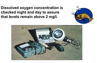 Dissolved oxygen concentration is
checked night and day to assure
that levels remain above 2 mg/l.
 