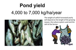 4,000 to 7,000 kg/ha/year
Pond yield
The weight of catfish harvested yearly
will depend on the length of the growing
season, the culture system used and the
skill of the farmer.
 