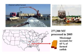 Mississippi
accounts for
65 % of
farmed
catfish
277,300 MT
processed in 2005
Channel catfish harvest
 