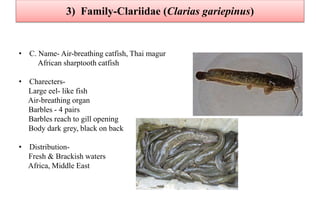 3) Family-Clariidae (Clarias gariepinus)
• C. Name- Air-breathing catfish, Thai magur
African sharptooth catfish
• Charecters-
Large eel- like fish
Air-breathing organ
Barbles - 4 pairs
Barbles reach to gill opening
Body dark grey, black on back
• Distribution-
Fresh & Brackish waters
Africa, Middle East
 
