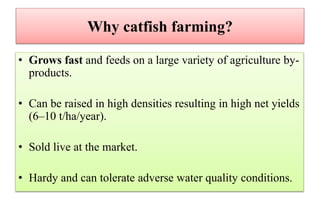 Why catfish farming?
• Grows fast and feeds on a large variety of agriculture by-
products.
• Can be raised in high densities resulting in high net yields
(6–10 t/ha/year).
• Sold live at the market.
• Hardy and can tolerate adverse water quality conditions.
 