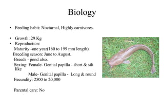 Biology
• Feeding habit: Nocturnal, Highly carnivores.
• Growth: 29 Kg
• Reproduction:
Maturity -one year(160 to 199 mm length)
Breeding season: June to August.
Breeds - pond also.
Sexing: Female- Genital papilla - short & silt
like
Male- Genital papilla - Long & round
Fecundity: 2500 to 20,000
Parental care: No
 