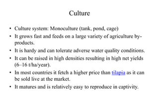 Culture
• Culture system: Monoculture (tank, pond, cage)
• It grows fast and feeds on a large variety of agriculture by-
products.
• It is hardy and can tolerate adverse water quality conditions.
• It can be raised in high densities resulting in high net yields
(6–16 t/ha/year).
• In most countries it fetch a higher price than tilapia as it can
be sold live at the market.
• It matures and is relatively easy to reproduce in captivity.
 