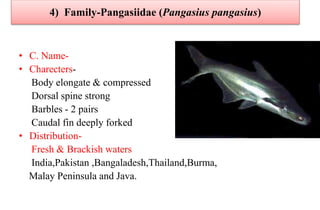 4) Family-Pangasiidae (Pangasius pangasius)
• C. Name-
• Charecters-
Body elongate & compressed
Dorsal spine strong
Barbles - 2 pairs
Caudal fin deeply forked
• Distribution-
Fresh & Brackish waters
India,Pakistan ,Bangaladesh,Thailand,Burma,
Malay Peninsula and Java.
 