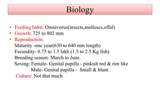 Biology
• Feeding habit: Omnivorus(insects,molluscs,offal)
• Growth: 725 to 802 mm
• Reproduction:
Maturity -one year(630 to 640 mm length)
Fecundity- 0.75 to 1.5 lakh (1.5 to 2.5 Kg fish)
Breeding season: March to June.
Sexing: Female- Genital papilla - pinkish red & rim like
Male- Genital papilla - Small & blunt .
Culture: Not that much
 