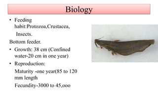 Biology
• Feeding
habit:Protozoa,Crustacea,
Insects.
Bottom feeder.
• Growth: 38 cm (Confined
water-20 cm in one year)
• Reproduction:
Maturity -one year(85 to 120
mm length
Fecundity-3000 to 45,ooo
 