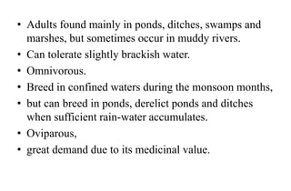• Adults found mainly in ponds, ditches, swamps and
marshes, but sometimes occur in muddy rivers.
• Can tolerate slightly brackish water.
• Omnivorous.
• Breed in confined waters during the monsoon months,
• but can breed in ponds, derelict ponds and ditches
when sufficient rain-water accumulates.
• Oviparous,
• great demand due to its medicinal value.
 