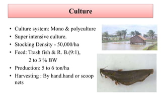 Culture
• Culture system: Mono & polyculture
• Super intensive culture.
• Stocking Density - 50,000/ha
• Feed: Trash fish & R. B.(9:1),
2 to 3 % BW
• Production: 5 to 6 ton/ha
• Harvesting : By hand.hand or scoop
nets
 