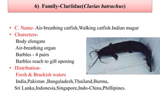 6) Family-Clariidae(Clarias batrachus)
• C. Name- Air-breathing catfish,Walking catfish.Indian magur
• Charecters-
Body elongate
Air-breathing organ
Barbles - 4 pairs
Barbles reach to gill opening
• Distribution-
Fresh & Brackish waters
India,Pakistan ,Bangaladesh,Thailand,Burma,
Sri Lanka,Indonesia,Singapore,Indo-China,Phillipines.
 