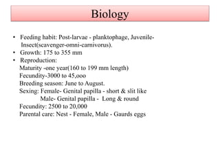 Biology
• Feeding habit: Post-larvae - planktophage, Juvenile-
Insect(scavenger-omni-carnivorus).
• Growth: 175 to 355 mm
• Reproduction:
Maturity -one year(160 to 199 mm length)
Fecundity-3000 to 45,ooo
Breeding season: June to August.
Sexing: Female- Genital papilla - short & slit like
Male- Genital papilla - Long & round
Fecundity: 2500 to 20,000
Parental care: Nest - Female, Male - Gaurds eggs
 