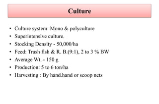 Culture
• Culture system: Mono & polyculture
• Superintensive culture.
• Stocking Density - 50,000/ha
• Feed: Trash fish & R. B.(9:1), 2 to 3 % BW
• Average Wt. - 150 g
• Production: 5 to 6 ton/ha
• Harvesting : By hand.hand or scoop nets
 