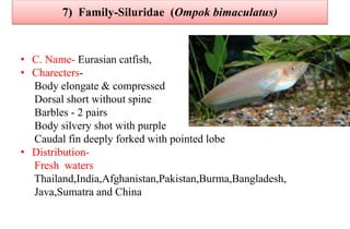 7) Family-Siluridae (Ompok bimaculatus)
• C. Name- Eurasian catfish,
• Charecters-
Body elongate & compressed
Dorsal short without spine
Barbles - 2 pairs
Body silvery shot with purple
Caudal fin deeply forked with pointed lobe
• Distribution-
Fresh waters
Thailand,India,Afghanistan,Pakistan,Burma,Bangladesh,
Java,Sumatra and China
 