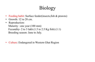 Biology
• Feeding habit: Surface feeder(insects,fish & prawns)
• Growth: 12 to 28 cm.
• Reproduction:
Maturity : one year (100 mm)
Fecundity- 2 to 3 lakh (1.5 to 2.5 Kg fish) (1:1)
Breeding season: June to July.
• Culture: Endangered in Western Ghat Region
 