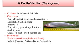 8) Family-Siluridae (Ompok pabda)
• C. Name- Eurasian catfish,Pabda
• Charecters-
Body elongate & compressed,moderate eye.
Dorsal short without spine
Barbles - 4
Body silvery grey with yellow tinge.
Anal fin long.
Caudal fin bilobed with pointed lobe
• Distribution-
Fresh waters (Rivers,Tanks and Ponds)
India,Afghanistan,Pakistan,Burma,Bangladesh,
 