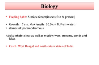 Biology
• Feeding habit: Surface feeder(insects,fish & prawns)
• Growth: 17 cm. Max length : 30.0 cm TL Freshwater;
• demersal; potamodromous
Adults inhabit clear as well as muddy rivers, streams, ponds and
lakes
• Catch: West Bengal and north-estern states of India.
 