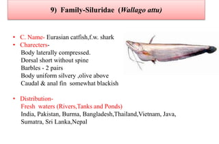 9) Family-Siluridae (Wallago attu)
• C. Name- Eurasian catfish,f.w. shark
• Charecters-
Body laterally compressed.
Dorsal short without spine
Barbles - 2 pairs
Body uniform silvery ,olive above
Caudal & anal fin somewhat blackish
• Distribution-
Fresh waters (Rivers,Tanks and Ponds)
India, Pakistan, Burma, Bangladesh,Thailand,Vietnam, Java,
Sumatra, Sri Lanka,Nepal
 
