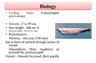 Biology
• Feeding habit: Fishes(Highly
piscivorous)
• Growth: 37 to 99 cm.
• Max length : 240 cm TL
• common length : 75.0 cm TL male
• Reproduction:
Maturity : one year (100 mm)
Eye in front of vertical through corner of
mouth
Dimorphism: Male- roughness on
pectoral fin, pointed papill.
Female - Smooth fin,round ,thick papilla
 