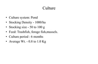Culture
• Culture system: Pond
• Stocking Density - 1000/ha
• Stocking size - 50 to 100 g
• Feed: Trashfish, forage fish,mussels.
• Culture period : 6 months
• Average Wt. - 0.8 to 1.0 Kg
 