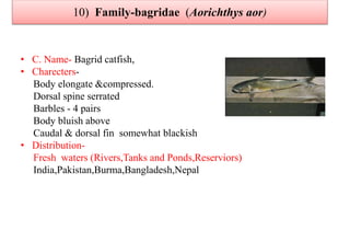 10) Family-bagridae (Aorichthys aor)
• C. Name- Bagrid catfish,
• Charecters-
Body elongate &compressed.
Dorsal spine serrated
Barbles - 4 pairs
Body bluish above
Caudal & dorsal fin somewhat blackish
• Distribution-
Fresh waters (Rivers,Tanks and Ponds,Reserviors)
India,Pakistan,Burma,Bangladesh,Nepal
 