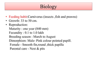 Biology
• Feeding habit:Carnivorus (insects ,fish and prawns)
• Growth: 33 to 50 cm.
• Reproduction:
Maturity : one year (840 mm)
Fecundity : 0.1 to 1.0 lakh
Breeding season : March to August
Dimorphism: Male- Pink colour pointed papill.
Female - Smooth fin,round ,thick papilla
Parental care - Nest & pits
 