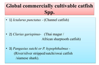 Global commercially cultivable catfish
Spp.
• 1) Ictalurus punctatus - (Channel catfish)
• 2) Clarias gariepinus- (Thai magur /
African sharptooth catfish)
• 3) Pangasius sutchi or P. hypophthalmus -
(River/silver stripped/sutchi/swai catfish
/siamese shark).
 