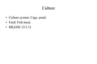 Culture
• Culture system: Cage. pond.
• Feed: Fish meal,
• RB,GOC (3:1:1)
 