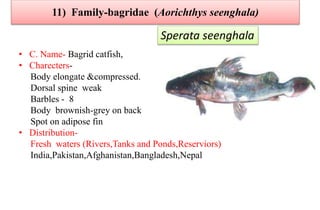 11) Family-bagridae (Aorichthys seenghala)
• C. Name- Bagrid catfish,
• Charecters-
Body elongate &compressed.
Dorsal spine weak
Barbles - 8
Body brownish-grey on back
Spot on adipose fin
• Distribution-
Fresh waters (Rivers,Tanks and Ponds,Reserviors)
India,Pakistan,Afghanistan,Bangladesh,Nepal
Sperata seenghala
 