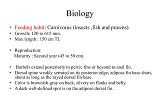 Biology
• Feeding habit: Carnivorus (insects ,fish and prawns)
• Growth: 120 to 615 mm.
• Max length : 150 cm TL
• Reproduction:
Maturity : Second year (45 to 50 cm)
• Barbels extend posteriorly to pelvic fins or beyond to anal fin.
• Dorsal spine weakly serrated on its posterior edge; adipose fin base short,
about as long as the rayed dorsal fin base.
• Color is brownish-gray on back, silvery on flanks and belly.
• A dark well-defined spot is on the adipose dorsal fin.
 